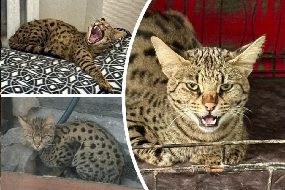 сервал ашера саванна. саванна кошка ф2. саванна ф1 кошка. кошка саванна и сервал. сервал саванна бенгал ашера.