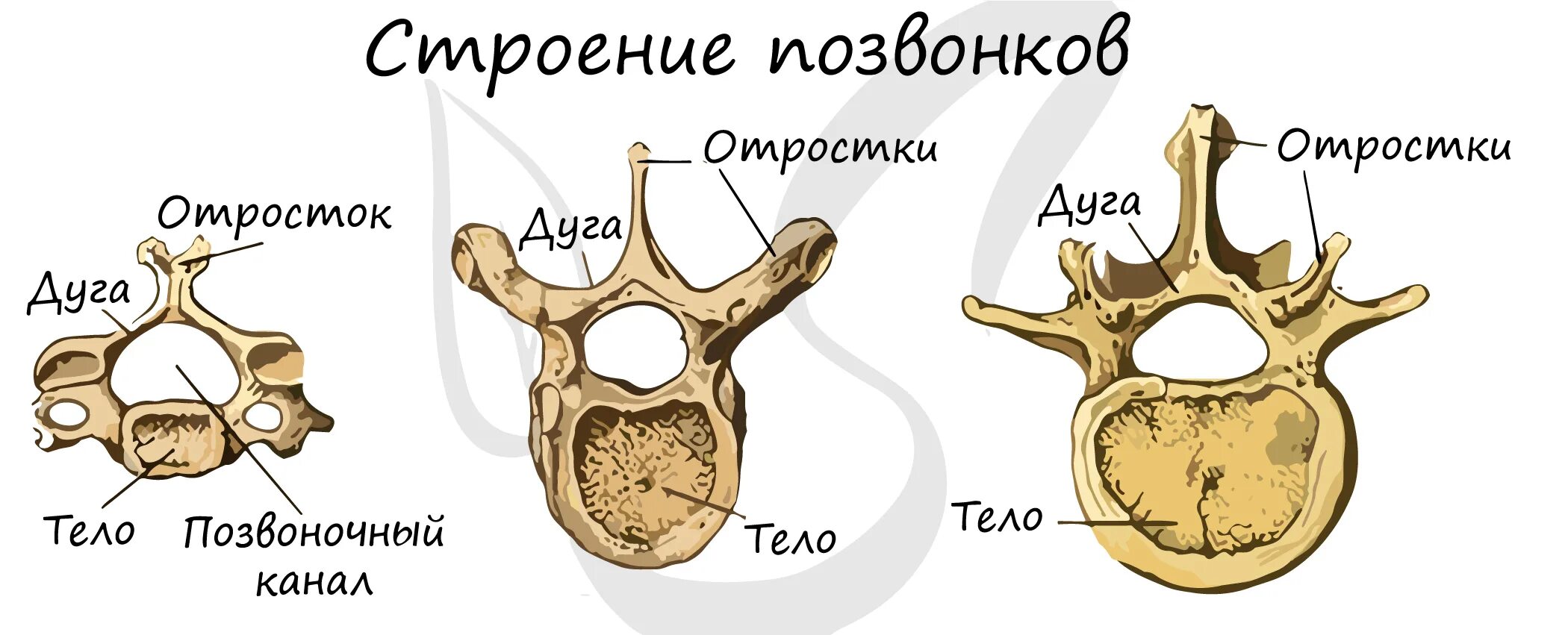 Тело позвонка шейного. Строение кости позвонка. Строение позвонка грудного отдела человека анатомия. Шейный грудной и поясничный позвонки. Строение позвонков в различных отделах позвоночного столба.