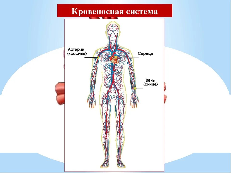 Кровеносная система человека доставляет лекарственные впр. Кровеносная система человека схема 3 класс. Кровеносная система человека 4 класс окружающий мир схема. Кровеносная система человека схема 4 класс. Кровеносная система схема 3 класс.