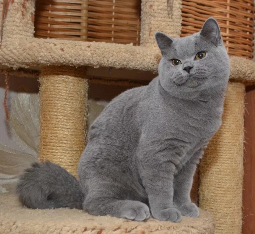Фотографии породы британских кошек. Кот породы британец. Британский короткошерстный кот. Порода кота британский короткошерстный. Британская короткошёрстная кошка самка.