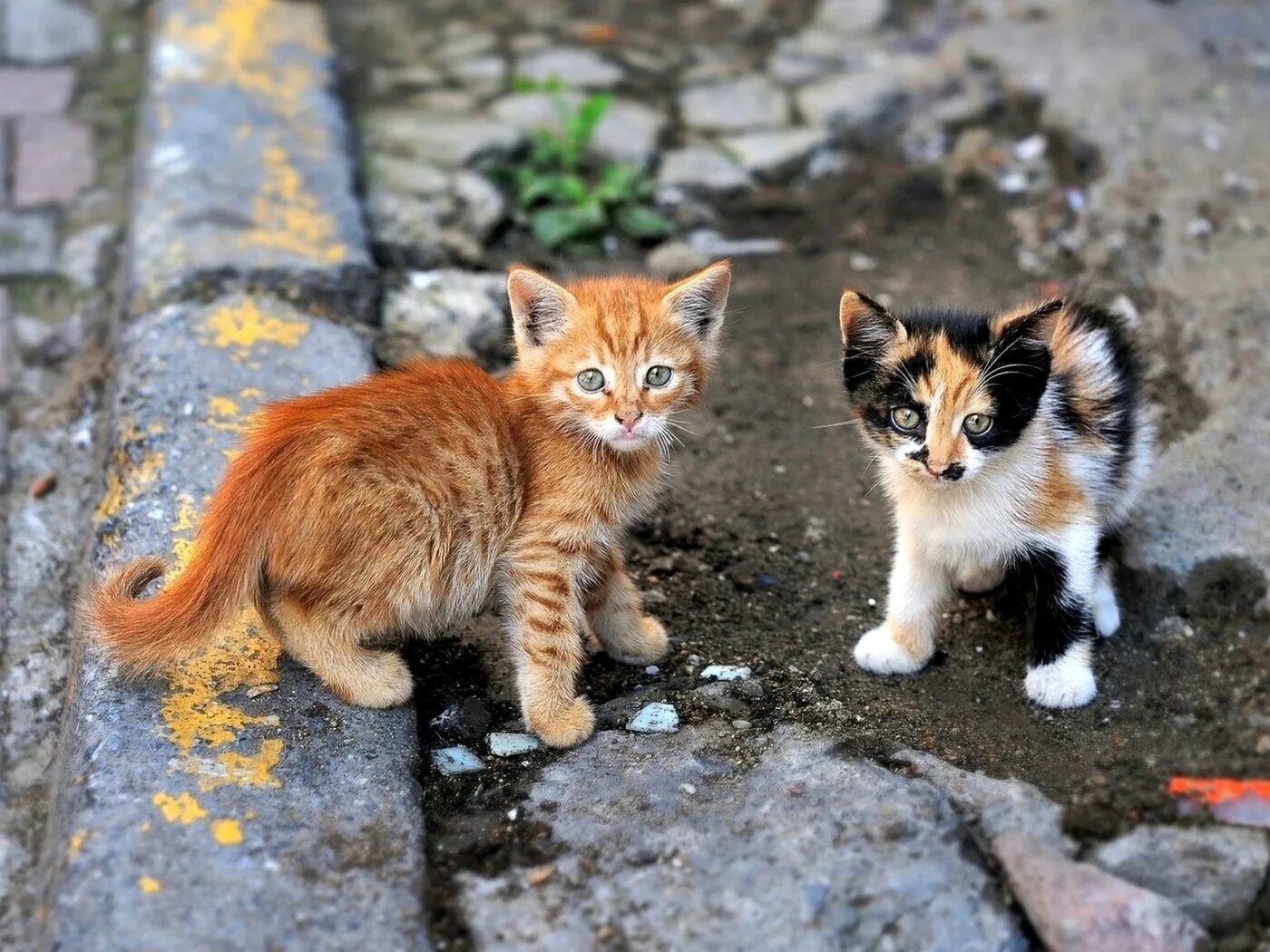 Подобрала кошку улицы. Бездомные котята. Бездомный кот. Уличные котята. Бездомный котенок на улице.