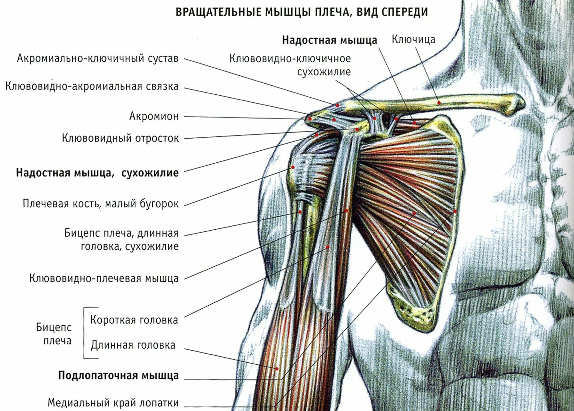 Плече це. Связки дельтовидной мышцы. Плечевой сустав анатомия связки мышцы.