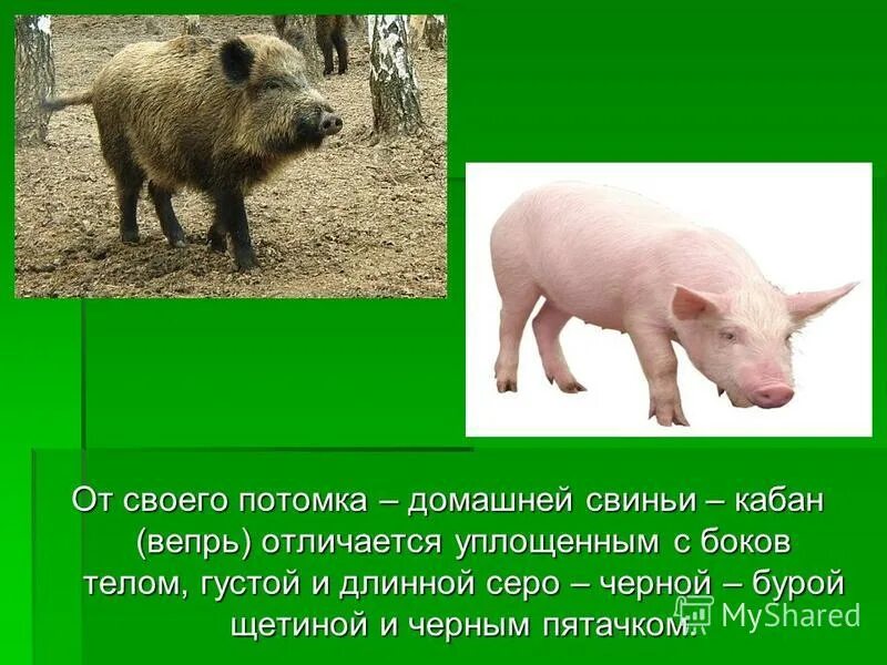 кабан и свинья. дикая свинья предок домашних свиней. как отличить кабана от свиньи. как отличить кабана от свиньи. свинья одомашненный кабан.
