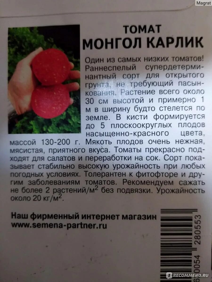 Томат монгольский карлик стелющийся. Томат монгольский карлик стелющегося типа. Томат монгольский карлик семена. Семена томат монгол карлик. Монгол карлик помидор партнер.