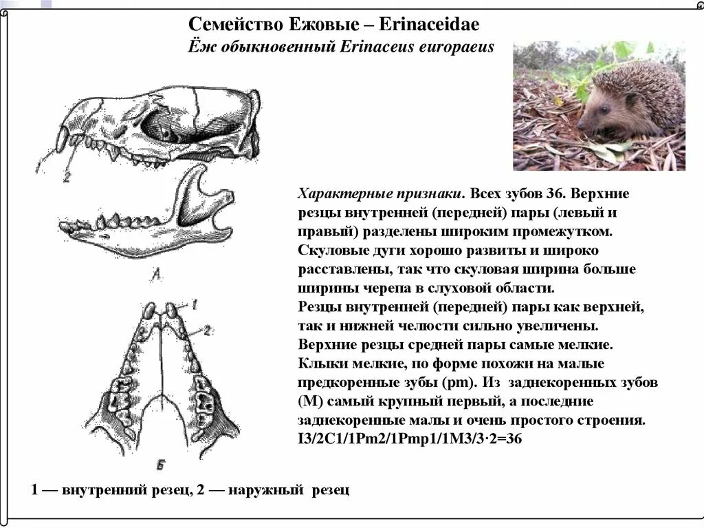 Внутреннее строение ежа. Еж строение. Зубная система ежа. Еж анатомия.