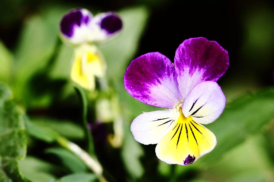 На какое растение похожа фиалка трехцветная. Фиалка трехцветная Viola Tricolor. Анютины глазки, Виола трехцветная. Фиалка трехцветная (Виола Триколор). Виола фиалка Анютины глазки.
