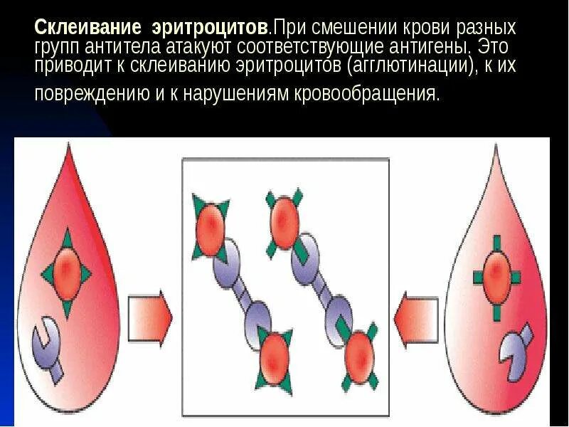 Холодовая агглютинация эритроцитов. Склеенные эритроциты. агглютинация это склеивание эритроцитов. склеивание эритроцитов приводит к.