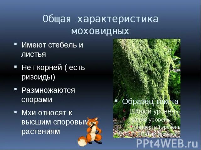 По каким признакам мхи относятся к высшим. Общая характеристика моховидных. Отдел Моховидные общая характеристика. Характеристика отдела Моховидные. Общая характеристика мхов.