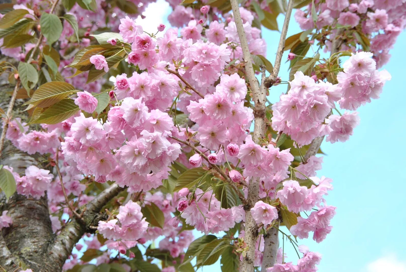 Вишня мелкопильчатая Сакура. Вишня мелкопильчатая Сакура Канзан. Prunus serrulata (вишня мелкопильчатая). Вишня мелкопильчатая Kanzan.