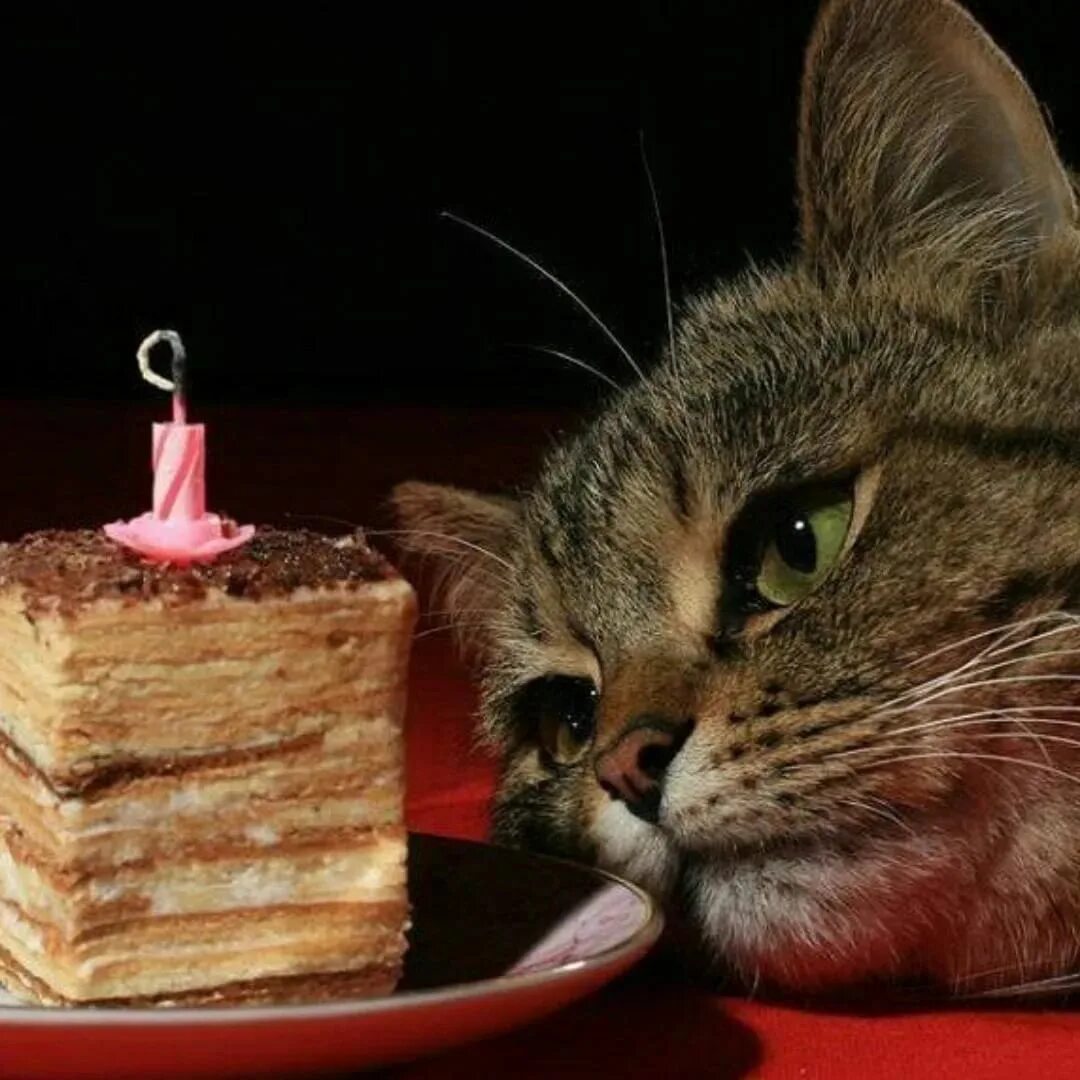 Тортик для котика. Кот с тортиком. С днем рождения кот. С днём рождения себя. С днем рождения меня приколы