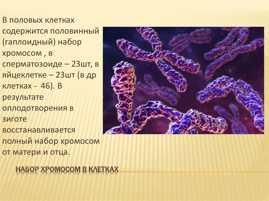 Сколько хромосом имеет половая клетка. Хромосомы. Хромосомы в половых клетках человека. В половых клетках содержится хромосом.