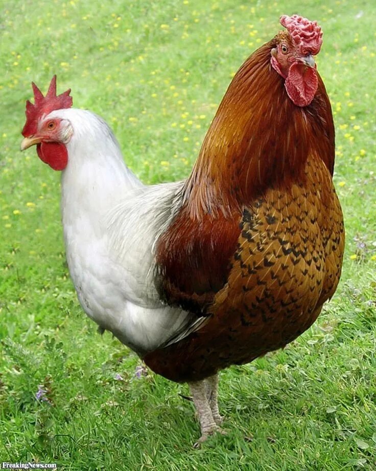Какие бывают петухи. Маран. Курица Маран. Маран (порода кур). Петух породы Ломан Браун.