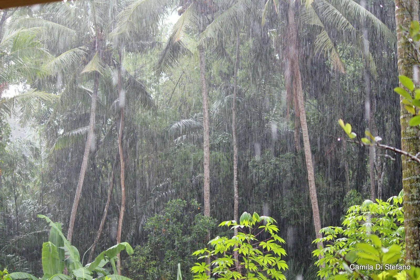 Муссоны на Бали. Таиланд муссонные дожди. Тропический муссонный климат. Влажный экваториальный лес климат.