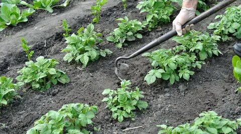 Полоть гряды