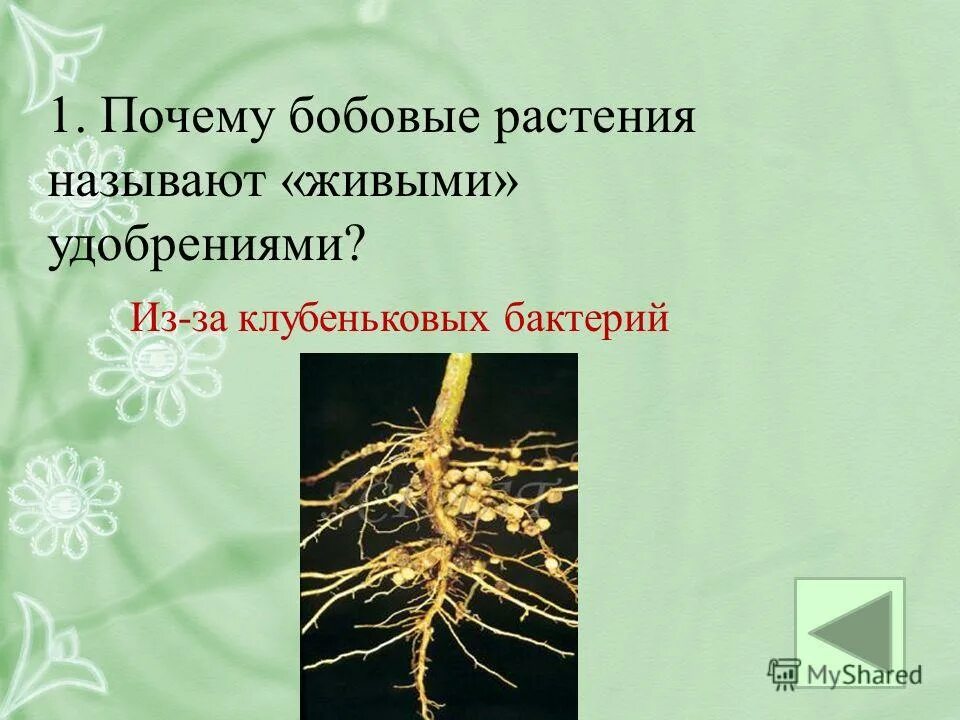 Бобовые растения и клубеньковые бактерии тип взаимоотношений. Бобовые растения и клубеньковые бактерии тип взаимоотношений