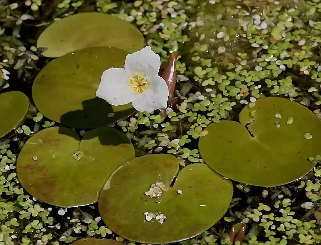 Водокрас обыкновенный. Водокрас Лягушачий. Водокрас Лягушачий (Hydrocharis morsus-Ranae). Водокрас аквариумное растение.