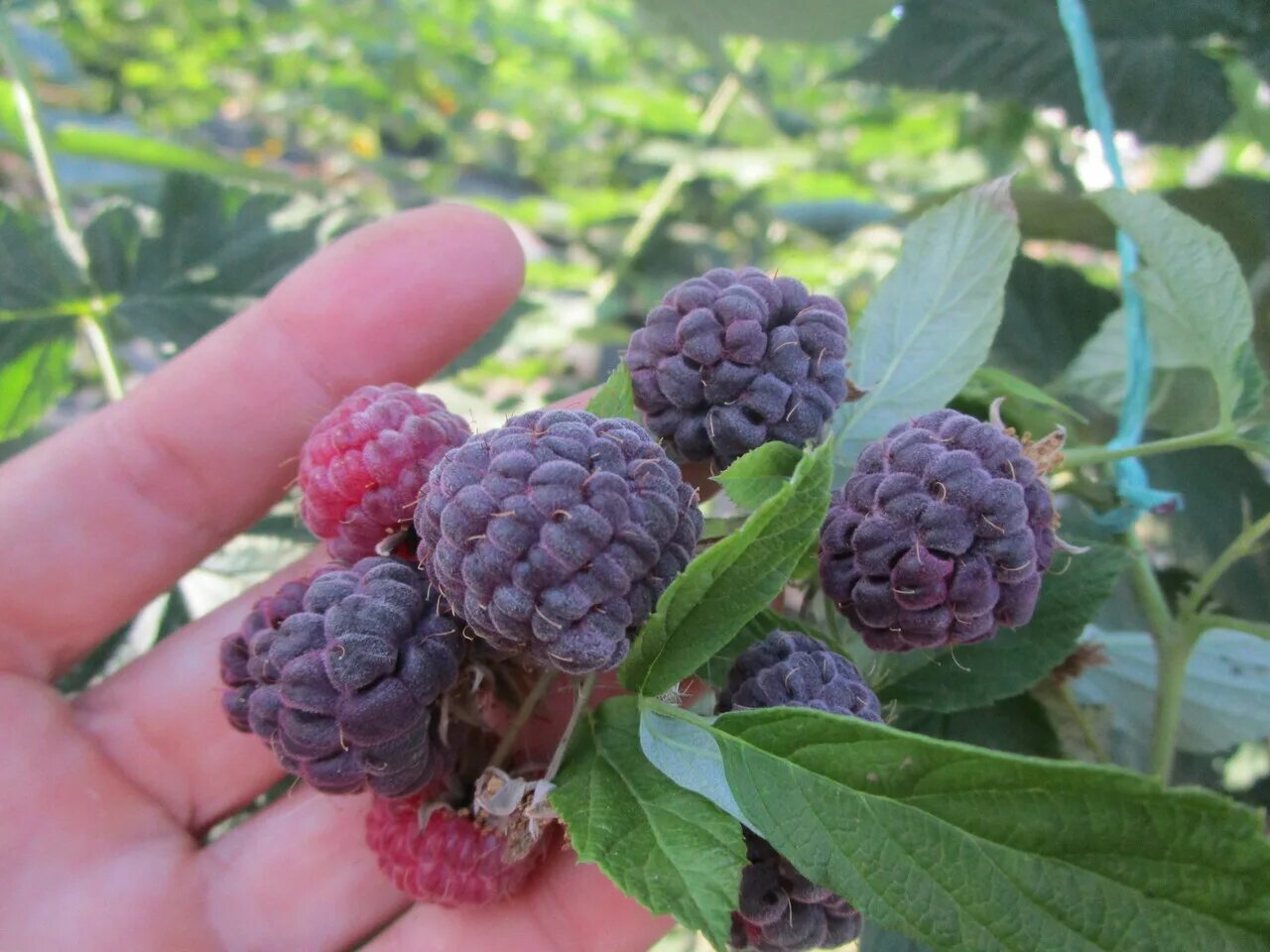 малина пурпурная. малина пурпурная. пурпурная малина роялти. малина пурпурноплодная. малина пурпурная.
