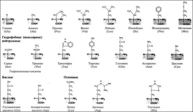Входит в мономеры белка. 20 Аминокислот таблица аминокислоты. 20 Незаменимых аминокислот формулы таблица. 20 Аминокислот формулы. Формулы 20 аминокислот таблица.