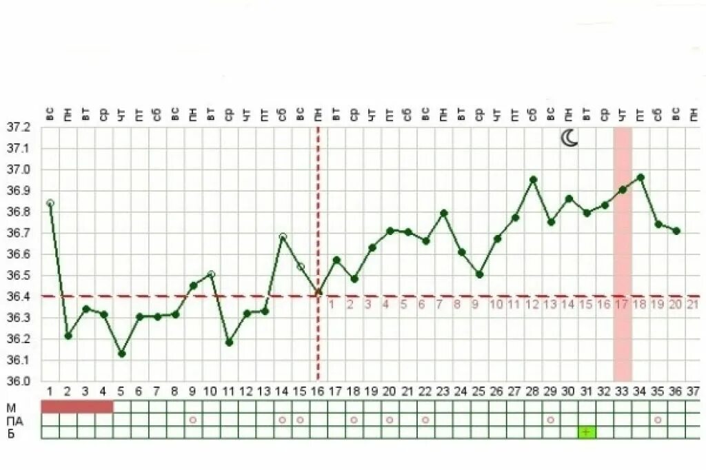 Температура на первых неделях беременности. Беременный график БТ. График БТ на ранних сроках беременности. График БТ при внематочной беременности. Таблица базальной температуры при беременности до задержки.