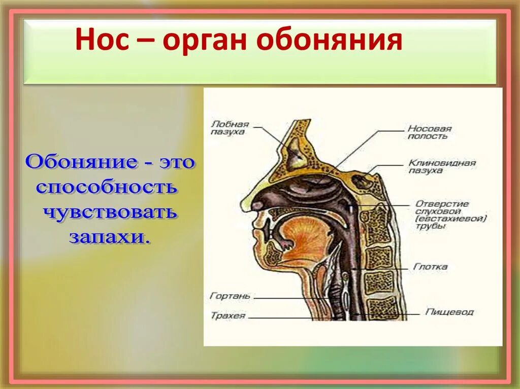 Орган обоняния. Нос обоняние. Нос орган. Нос как орган обоняния.