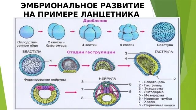 Онтогенез тест с ответами. Дробление бластула гаструла нейрула таблица. Ранние этапы развития зародыша ланцетника. Эмбриональное развитие хордовых. Стадии развития зародыша хордовых.