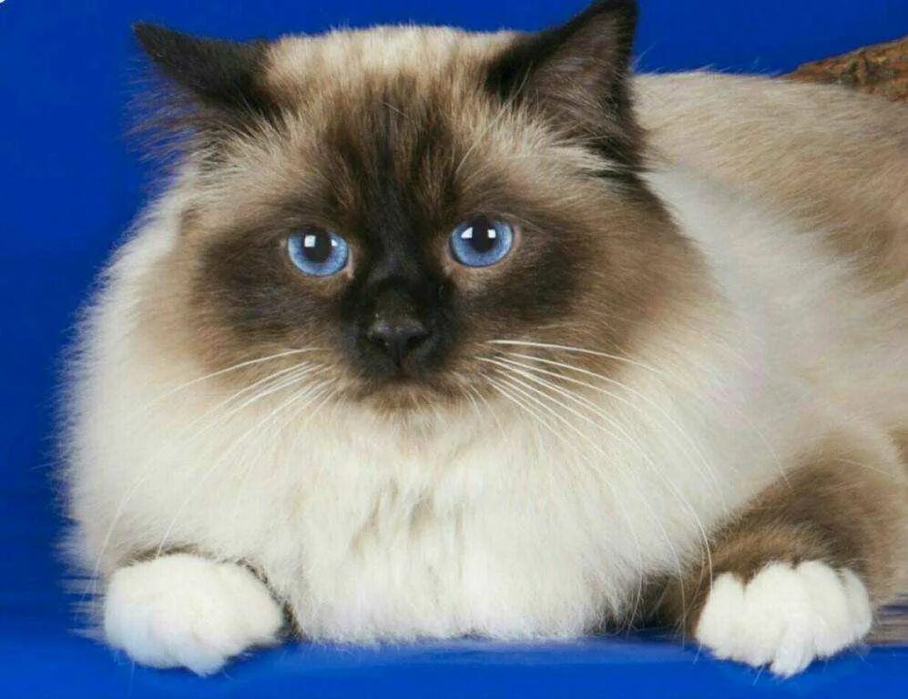 Бирманская кошка (Священная Бирма) - For-pet