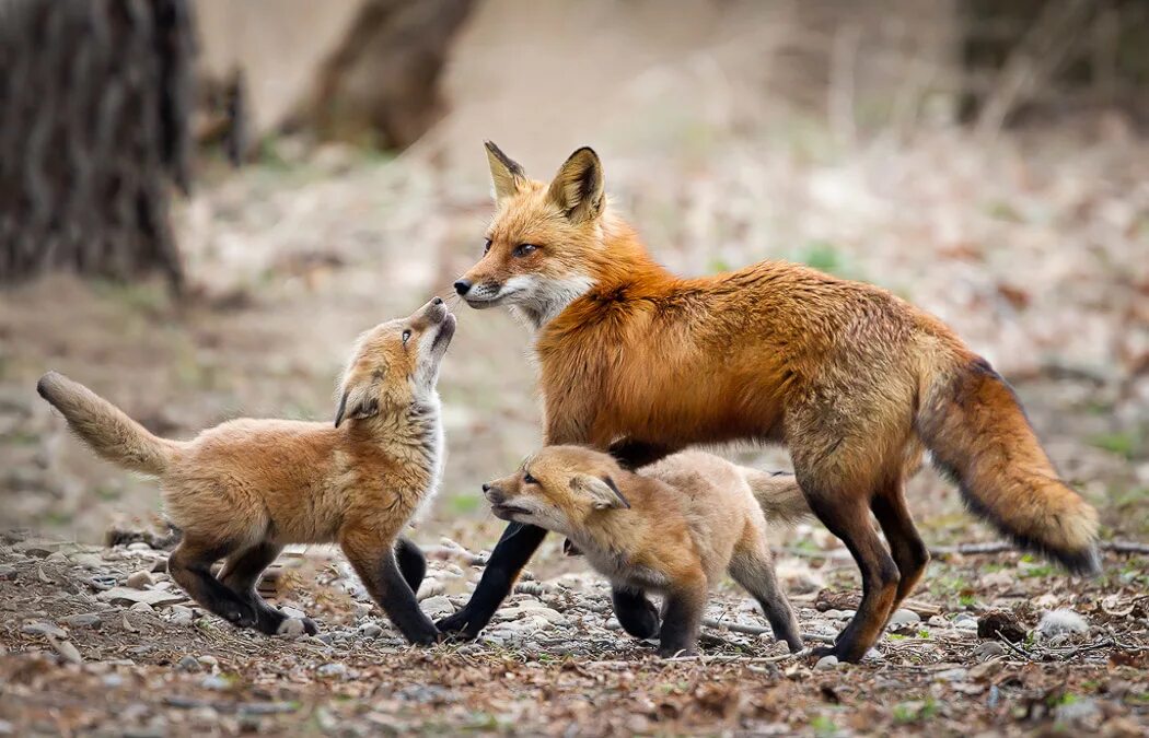 Seduce a fox