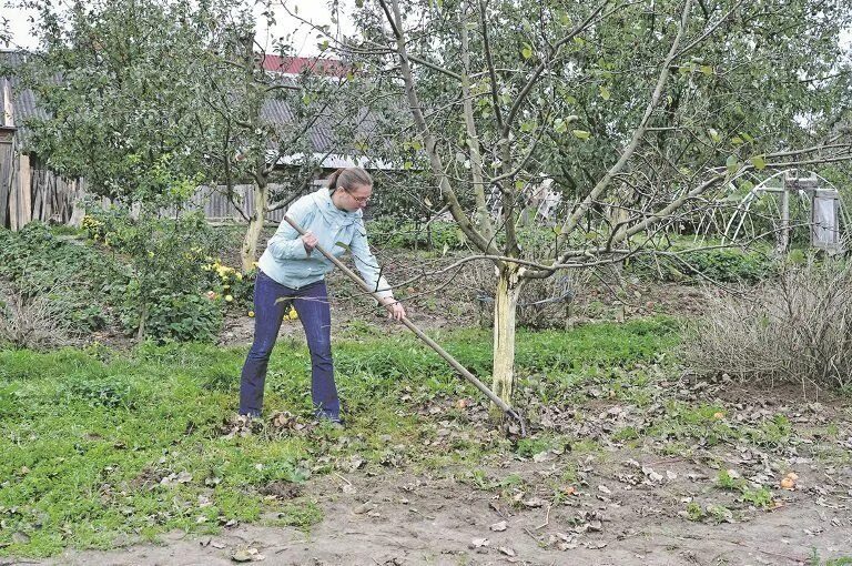 Окопка яблонь. Яблоня в огороде. Огород весной. Полив яблоневого сада. Весенняя подкормка яблонь