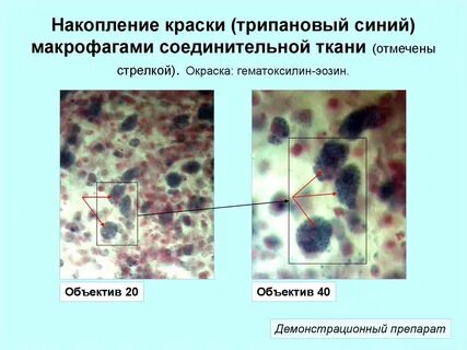 Накопление пигментов
