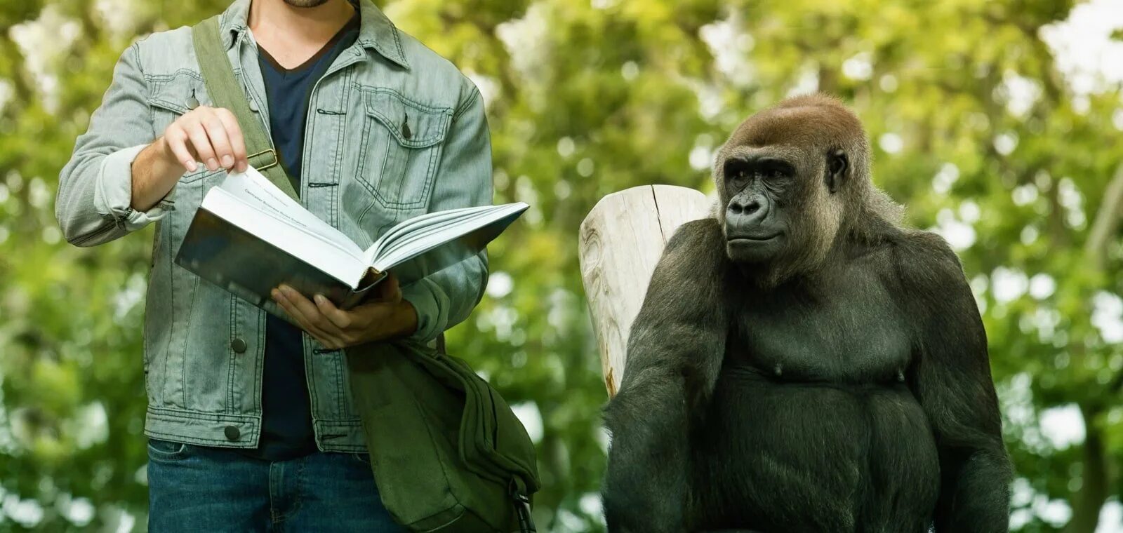 люди и обезьяны текст. схожесть человека и свени. обезьяна в голове. сходство человека и человекообразных обезьян. люди и обезьяны текст.