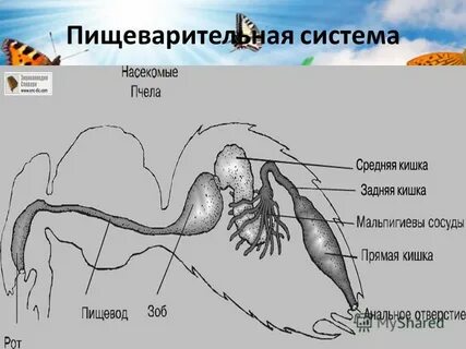 Пищеварение насекомых
