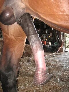 Horse ejactulation.