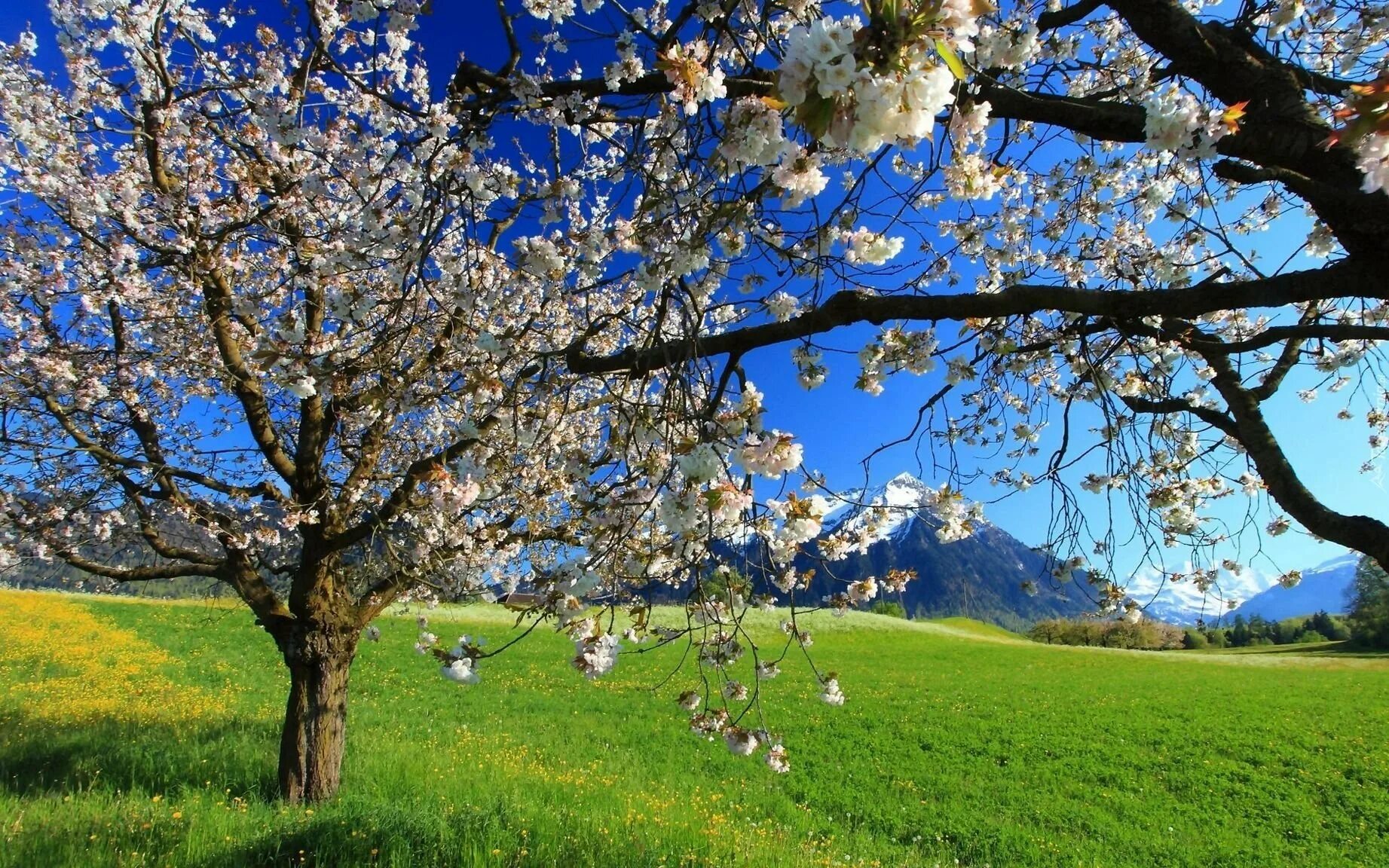 Vesna. Хамиша Бахор гуллари. Жаннат манзараси. Весенняя природа. Красивая Весна.