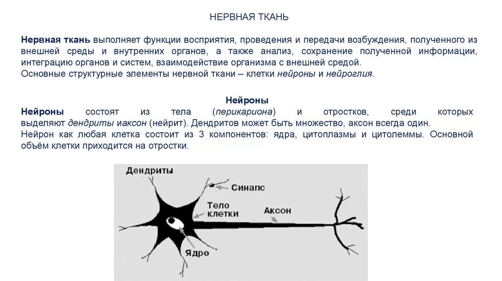 Нервная ткань состоит из ответ. Нервная ткань строение и функции. Строение нервной ткани и ее функции. Нервная ткань строение и функции кратко. Структура и функции нервной ткани.