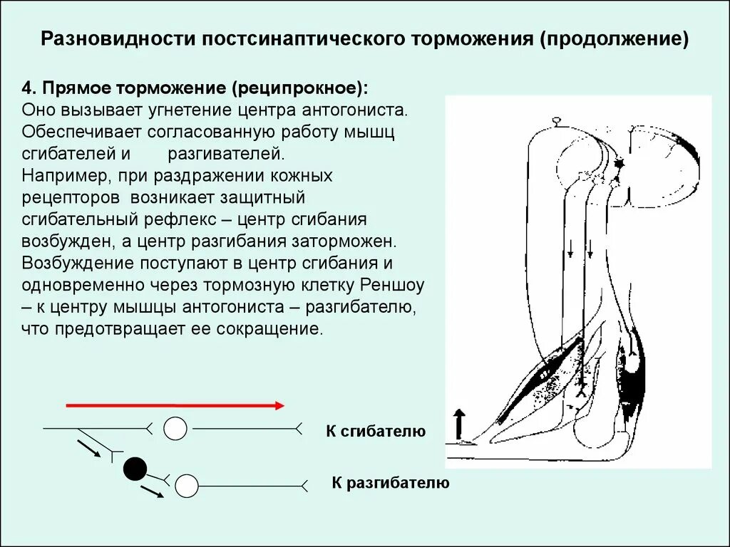 Латеральное постсинаптическое торможение. Реципрокное возвратное и Латеральное торможение. Поступательное возвратное реципрокное Латеральное торможение. Торможение прямое, Латеральное, возвратное.