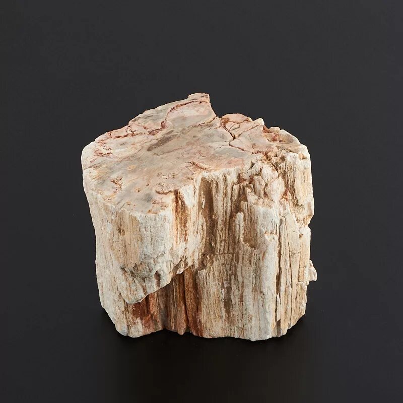 (petrified wood). Дерево минералов. Дерево минералов. Окаменелое дерево камень. Древесина (минерал.