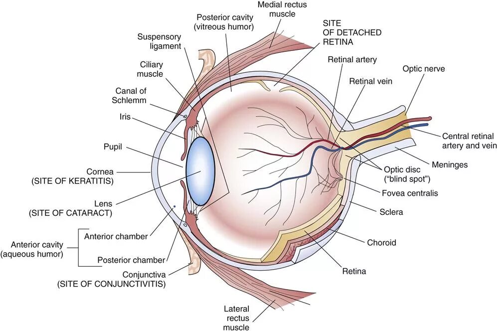 Строение глаза анатомия латынь. Анатомия глазное яблоко атлас. Строение глазного яблока анатомия латынь. Строение глаза Неттер.