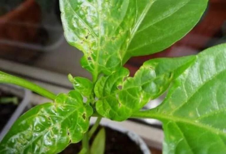 Стрик рассады перца. Фитофтороз рассады перцев. Лист рассады перца. Лист рассады перца. Хлороз на рассаде перца.