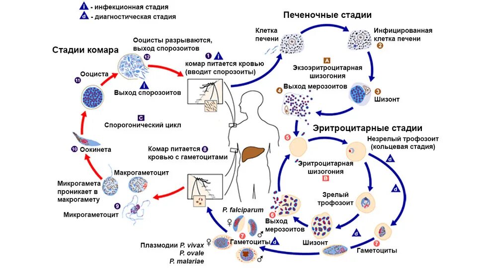 Как происходит заражение человека малярийным плазмодием. Цикл малярийного плазмодия. Цикл развития малярийного плазмодия схема. Жизненный цикл малярийного плазмодия схема. Цикл заражения малярийного плазмодия.