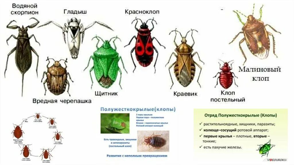 Какой тип характерен для клопа. Жук клоп малинник. Малинный клоп личинки. Малиновый клоп. Малина с клопом.