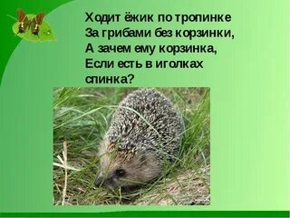 Ходит ежик без дорожек