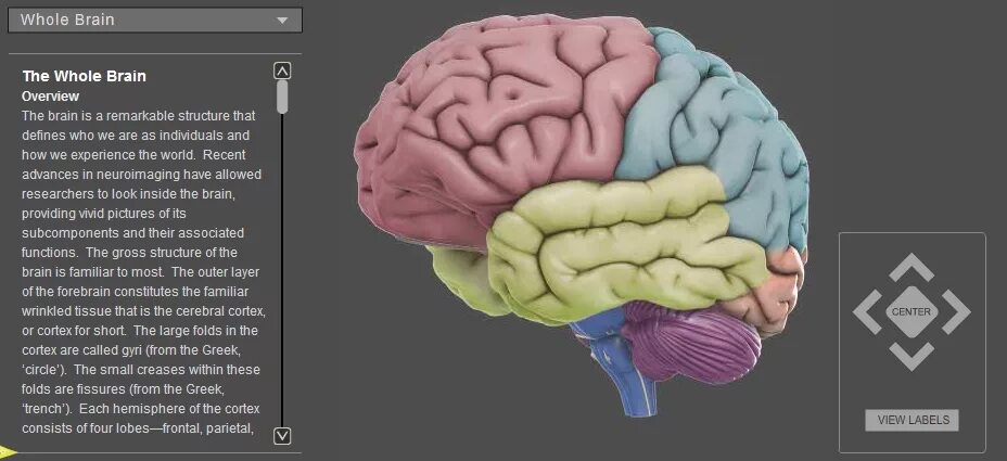 Split brain. Интерактивный мозг. Цифровой 3д мозг Сток. Brain papers мужик.