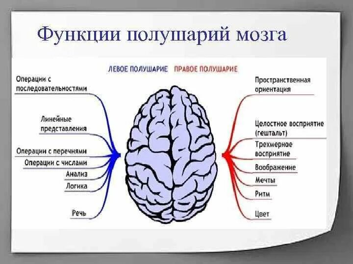 Определение полушария мозга. Полушария головного мозга строение и функции. Функции правого полушария головного мозга. Функции левого и правого полушария головного мозга. Строение левого полушария головного мозга.