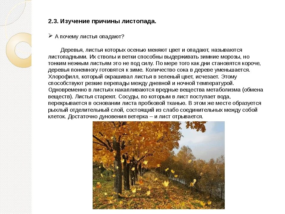 Причины листопада осенью. Почему опадают листья. Почему опадают листья осенью. Презентация почему опадают листья. Опавшие листья терпеливо