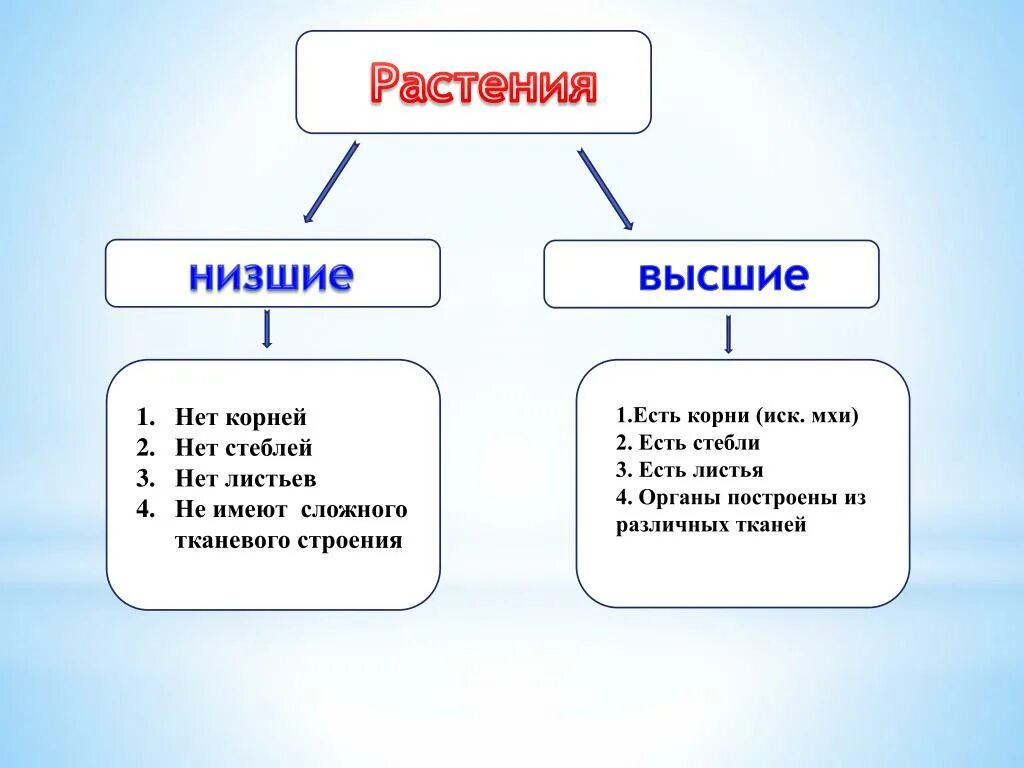 Высшие и низшие мхи. Таблица мхов высшие и низшие. Низшие мхи. Низшие Моховидные.