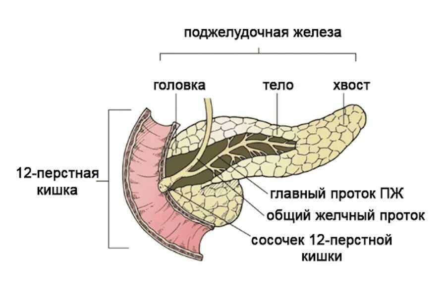 Каково внутреннее строение поджелудочной железы. Схема строения поджелудочной железы. Схема строения поджелудочной железы анатомия. Анатомические структуры поджелудочной железы. Поджелудочная железа строение и функции анатомия.