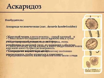 Возбудитель аскаридоза