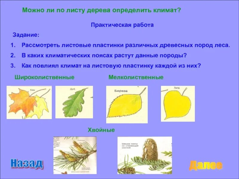 Можно определить деревья. Практическая работа определяем деревья по листьям. практическая работа определяем деревья по. задание определи дерево по листу. задание по листам определить деревья.
