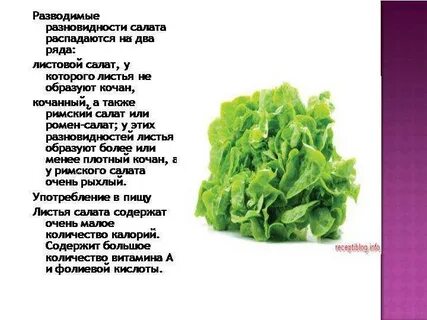 Салат овощ польза