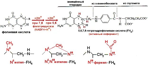 Тетрагидрофолиевая кислота Синтез. Схема образования коферментов производных фолиевой кислоты. Синтез фолиевой кислоты схема. Образования коферментов — производных фолиевой кислоты;.